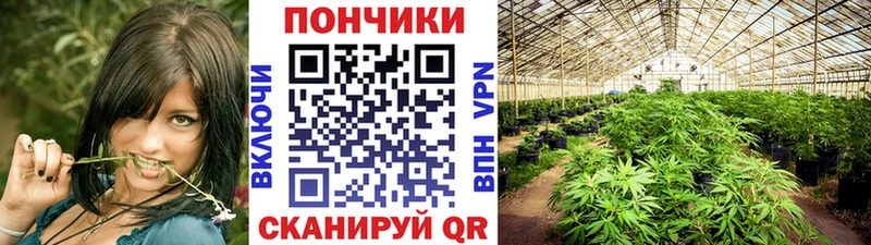 Шишки марихуана Amnesia  где можно купить   Тверь 